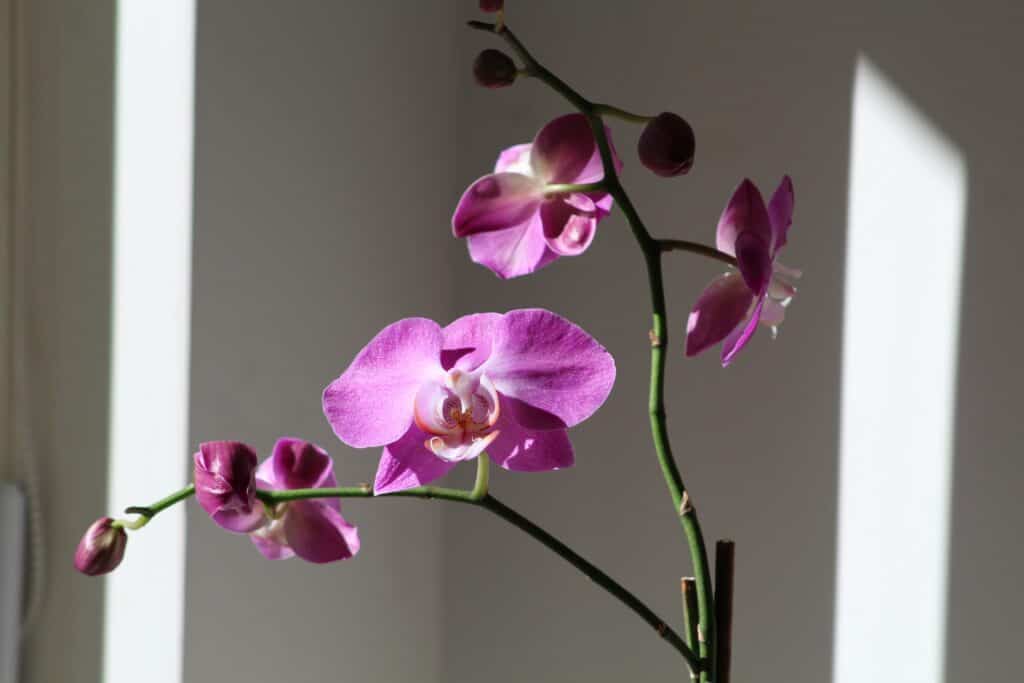 modern kitchen decor with orchids